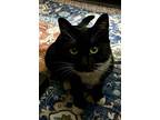 Ebony, Domestic Shorthair For Adoption In Tucson, Arizona