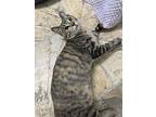 Frittata, Domestic Shorthair For Adoption In Tucson, Arizona