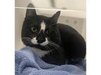 Bugsy, Domestic Shorthair For Adoption In Sheboygan, Wisconsin