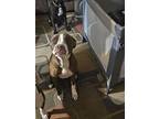 Tiko, Staffordshire Bull Terrier For Adoption In Fort Collins, Colorado