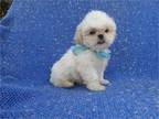 Beautiful Shihtzu Puppies