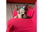 xxx Female French Bulldog Puppy Ready Now