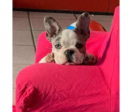xxx Female French Bulldog Puppy Ready Now is a free Free Stuff in Lincoln Heights CA