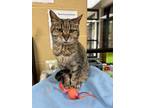 Adopt Enya a Domestic Shorthair / Mixed (short coat) cat in Cincinnati