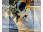 Border Collie PUPPY FOR SALE ADN-845369 - Border Collie pups