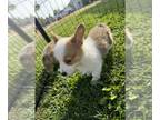 Pembroke Welsh Corgi PUPPY FOR SALE ADN-845367 - Pembroke Welsch Corgis