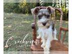 Schnauzer (Miniature) PUPPY FOR SALE ADN-845365 - Chocolate Parti Mini Schnauzer