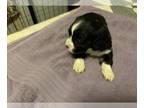 Cocker Spaniel PUPPY FOR SALE ADN-845310 - Bonnie Litter
