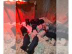 Borador PUPPY FOR SALE ADN-845307 - Mixed Lab Pups