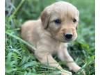 Golden Retriever PUPPY FOR SALE ADN-845305 - Heritage Homestead Golden