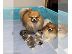 Pomeranian PUPPY FOR SALE ADN-845301 - MERLE POMERANIANS