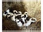 German Shorthaired Pointer PUPPY FOR SALE ADN-845295 - AKC Registered GSP