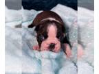 Boston Terrier PUPPY FOR SALE ADN-845290 - AKC Tango