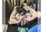Pug PUPPY FOR SALE ADN-845282 - Pug puppies