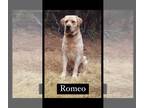 Labrador Retriever PUPPY FOR SALE ADN-845253 - LAB PUPPIES