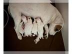Jack Russell Terrier PUPPY FOR SALE ADN-845252 - Jack Russell Puppies Litter of