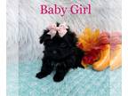 Morkie PUPPY FOR SALE ADN-845247 - Morkie Female Pending
