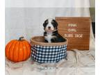 Bernese Mountain Dog PUPPY FOR SALE ADN-845246 - Bernese Mountain Dog Puppies