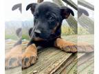 Shepradors PUPPY FOR SALE ADN-845244 - Sheprador Puppies