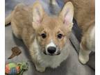 Pembroke Welsh Corgi PUPPY FOR SALE ADN-845219 - Stan