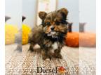 Yoranian PUPPY FOR SALE ADN-845130 - YORKIEPOM