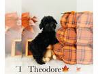 Poodle (Toy) PUPPY FOR SALE ADN-845123 - CKC TEACUP TOY POODLES