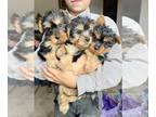Silky Terrier PUPPY FOR SALE ADN-845110 - Silky terrier puppies