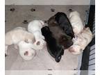 Labrador Retriever PUPPY FOR SALE ADN-845361 - English Labrador Retrievers