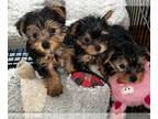 Yorkshire Terrier PUPPY FOR SALE ADN-845221 - Baby Yorkie Male for sale