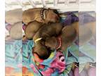 Dachshund PUPPY FOR SALE ADN-845209 - Miniature Dachshund Puppies