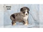 Aussiedoodle Miniature PUPPY FOR SALE ADN-845124 - Miniature Aussie doodle