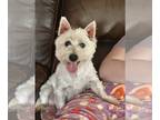 West Highland White Terrier PUPPY FOR SALE ADN-845370 - Older female