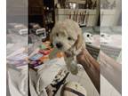 Bichpoo PUPPY FOR SALE ADN-845364 - Bichon Frise Bichon Frise