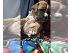 Boxer PUPPY FOR SALE ADN-845363 - Boxer puppy purebred