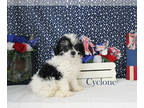 Poodle (Toy) PUPPY FOR SALE ADN-845358 - Black parti Male