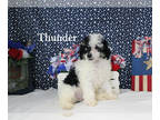 Poodle (Toy) PUPPY FOR SALE ADN-845357 - Black and White Male