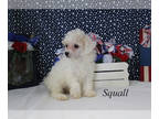 Poodle (Toy) PUPPY FOR SALE ADN-845354 - APRI female