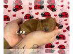 Poodle (Toy) PUPPY FOR SALE ADN-845350 - Tiny poodle