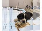 Newfoundland-Saint Bernard Mix PUPPY FOR SALE ADN-845347 - Minnie