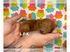Poodle (Toy) PUPPY FOR SALE ADN-845344 - Glenda