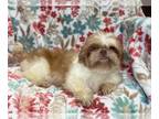 Shih Tzu PUPPY FOR SALE ADN-845340 - Smudge