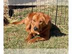 Sharp Eagle PUPPY FOR SALE ADN-845327 - Izzy the Sharpeagle