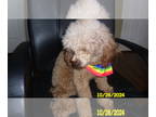 Poodle (Toy) PUPPY FOR SALE ADN-845326 - Poodle Apricot Purebred Male