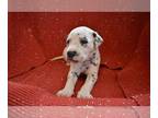 Dalmatian PUPPY FOR SALE ADN-845324 - Dalmatian Puppy