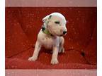 Dalmatian PUPPY FOR SALE ADN-845323 - Dalmatian Puppy