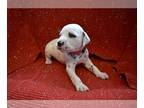 Dalmatian PUPPY FOR SALE ADN-845321 - Dalmatian Puppy
