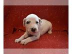 Dalmatian PUPPY FOR SALE ADN-845319 - Dalmatian Puppy