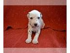 Dalmatian PUPPY FOR SALE ADN-845316 - Dalmatian Puppy