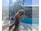 Bulldog PUPPY FOR SALE ADN-845313 - English Bulldog Brown Blue eyes