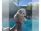 Bulldog PUPPY FOR SALE ADN-845312 - English Bulldog light merle blue eyes